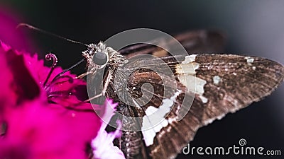 A Silver Spotted Skipper Butterfly (Epargyreus clarus) drinking nectar from a pink dianthus flower. Stock Photo