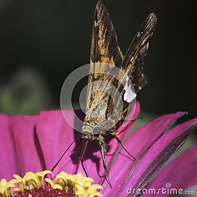 A Silver Spotted Skipper Butterfly & x28;Epargyreus clarus& x29; drinking nectar from a pink zinnia flower. Stock Photo