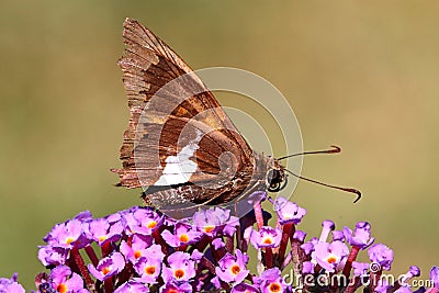 Silver-spotted Skipper (Epargyreus clarus) Stock Photo