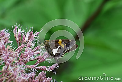 Silver Spotted Skipper Epargyreus clarus Stock Photo