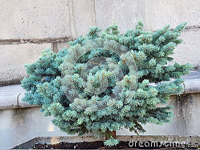 Silver spruce, Glauca Globosa, evergreen conifer in an urban pot Stock Photo