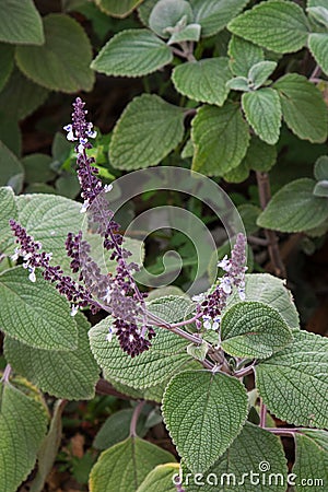 Silver Spurflower in dark purple shade with green hairy leaves Stock Photo