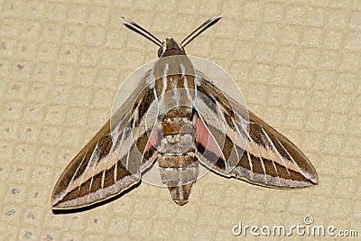 A Silver Striped Hawk Moth or Vine Hawk Moth, rests on the ground Hippotion celerio Stock Photo