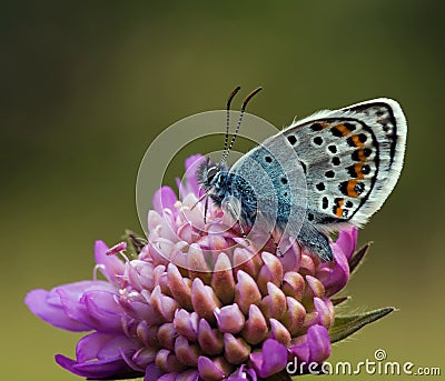 Silver Studded Blue Butterfly on purple flower Stock Photo