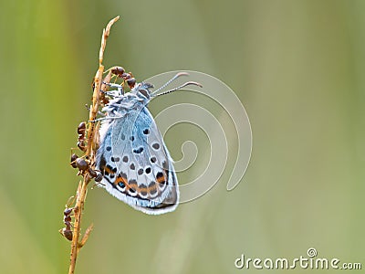 Silver Studded Blue Butterfly in symbiosis with red ant Stock Photo