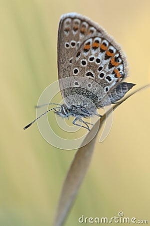 Silver-studded blue / Geißklee-Bläuling / Plebejus argus