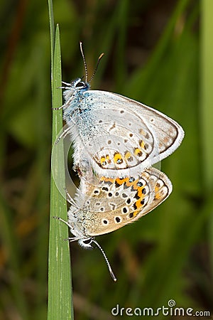 Silver-studded blue - Plebejus argus Stock Photo