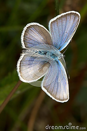 Silver-studded Blue ( Plebejus argus ) butterfly Stock Photo