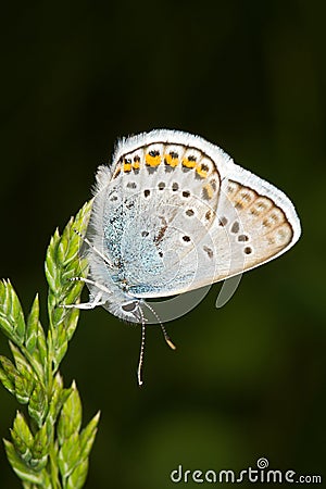 Silver-studded Blue ( Plebejus argus ) butterfly Stock Photo