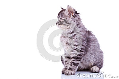 Silver tabby baby cat looking at something Stock Photo