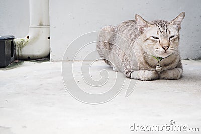 Sleepy silver tabby cat guard on the floor Stock Photo