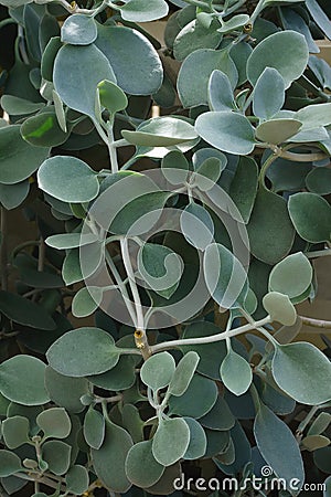 Silver teaspoons plant Stock Photo