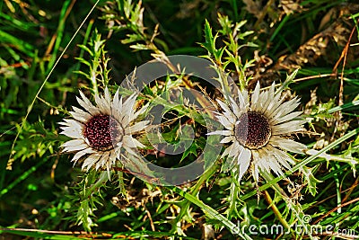 Silver thistles in an alpine meadow Stock Photo