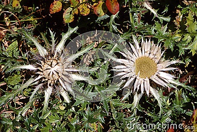 Silver thistles bloom Stock Photo