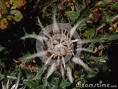 Silver thistles on the meadow Stock Photo