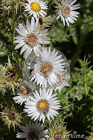 Silver Thistles Stock Photo