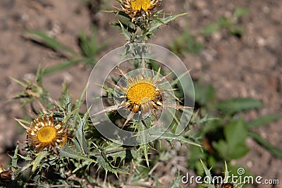 Silver Thistles Stock Photo