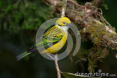 Silver-throated Tanager in Costa Rica Stock Photo