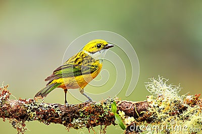 Silver-throated tanager Tangara icterocephala sitting on a branch Stock Photo