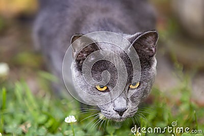 Focused, silver-ticked grey one year old cat, hunting Stock Photo