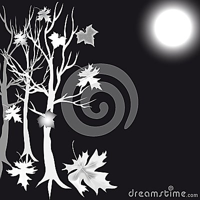 Silver tree maple and moon Stock Photo