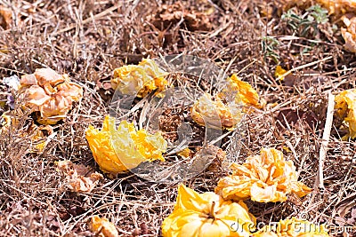 Silver Tumpet Dwarf Golden Trumpet on underfoot Stock Photo