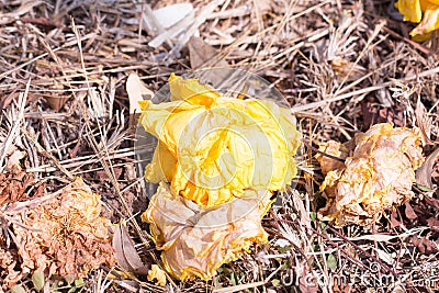 Silver Tumpet Dwarf Golden Trumpet on underfoot Stock Photo