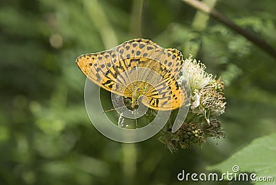 Silver washed fritillary butterfly Stock Photo