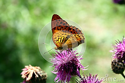 Silver-washed fritillary Stock Photo