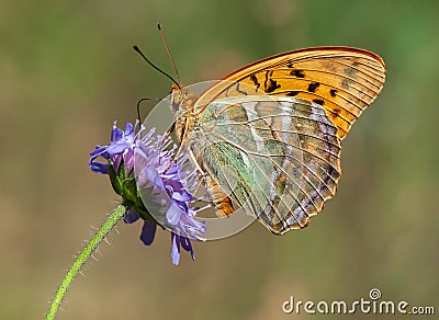 Silver-washed Fritillary with closed wings Stock Photo