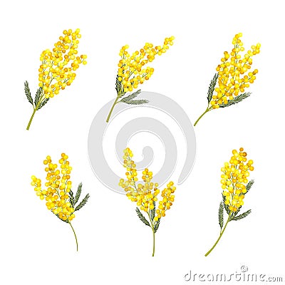 Silver Wattle or Mimosa with Bipinnate Leaves and Yellow Racemose Inflorescences Vector Set Vector Illustration
