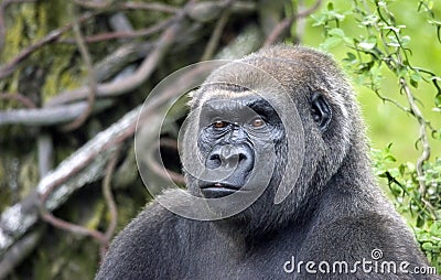 Silverback Stock Photo