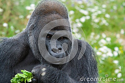 Silverback Gorilla Stock Photo