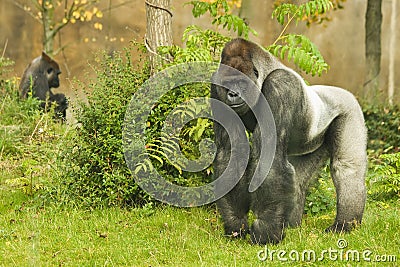 Silverback gorilla Stock Photo