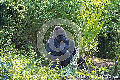 Silverback Gorilla Stock Photo