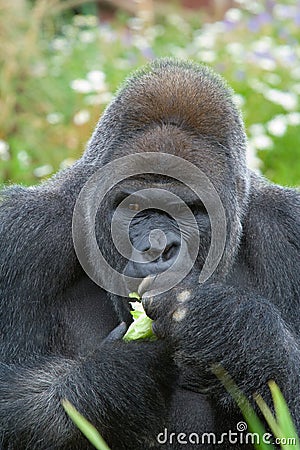 Silverback Gorilla eating Stock Photo