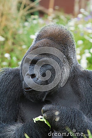 Silverback Gorilla eating Stock Photo