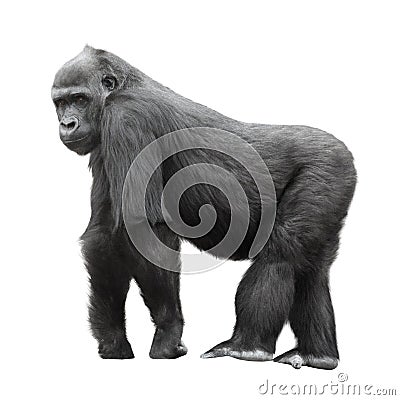 Silverback gorilla isolated on white Stock Photo