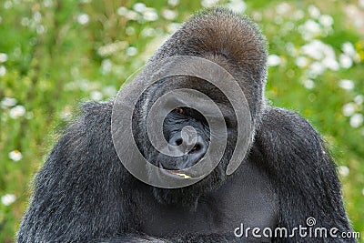 Silverback Gorilla portrait Stock Photo