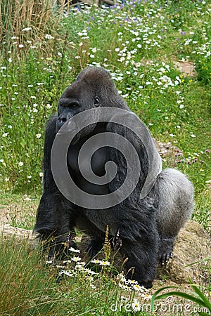 Silverback Gorilla standing Stock Photo