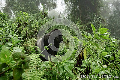 Silverback mountain gorilla in the misty forest Stock Photo