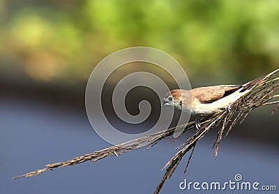 Silverbill lonchura malabarica in a twig Stock Photo