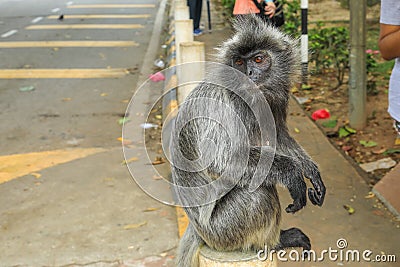 Silvered leaf monkeys Trachypithecus cristatus sitting on guardrail in an outdoor park Stock Photo