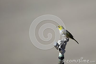 Silvereye (Zosterops lateralis) Stock Photo