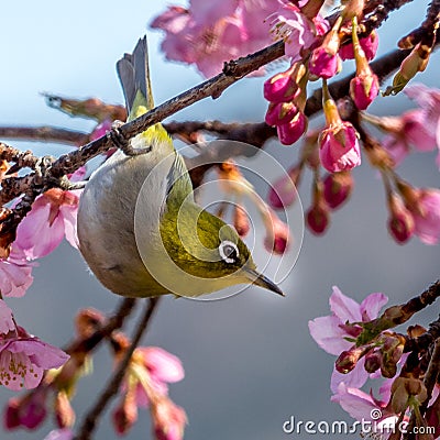 The Silvereye or Zosterops lateralis Stock Photo