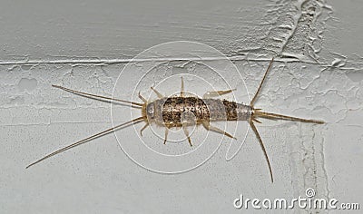 Silverfish (Ctenolepisma longicaudatum) isolated on a white interior wall. Stock Photo