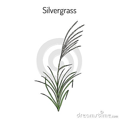 Silvergrass Miscanthus sinensis Vector Illustration