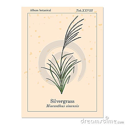 Silvergrass Miscanthus sinensis , or Korean uksae, Chinese silver grass, Eulalia grass, ornamental plant Vector Illustration