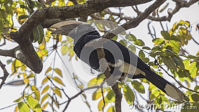 Silvery-cheeked Hornbill on Branch Stock Photo