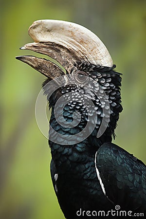 Silvery-cheeked hornbill Bycanistes brevis Stock Photo